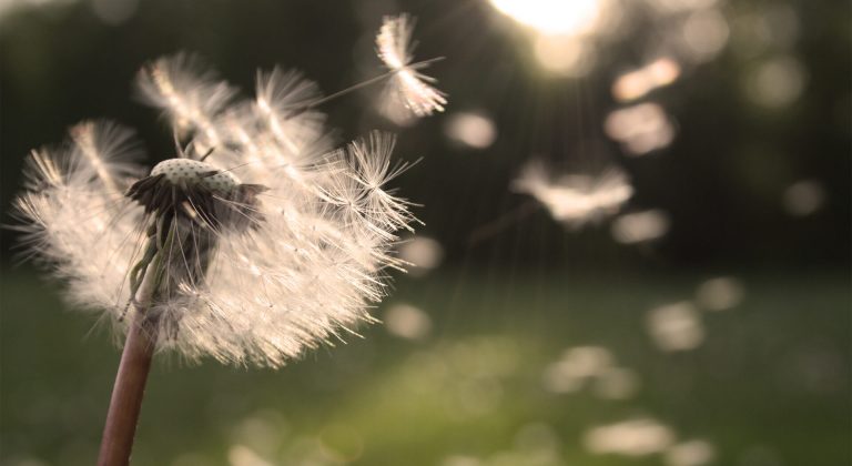 Diente de león volando
